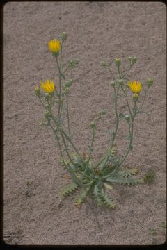 Image of sowthistle desertdandelion