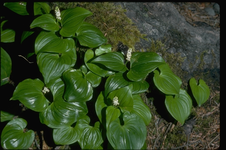 Imagem de Maianthemum dilatatum (Alph. Wood) A. Nelson & J. F. Macbr.