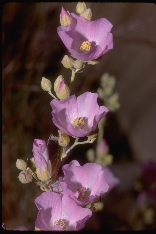 Image of rose globemallow