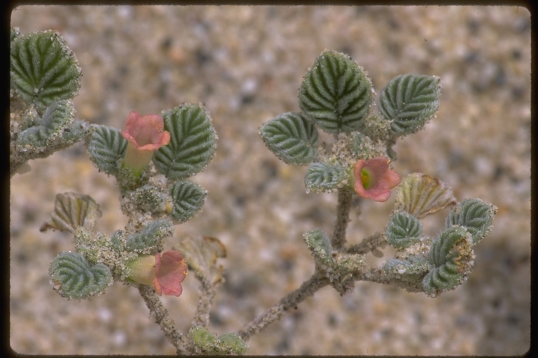 Tiquilia plicata (Torr.) A. Richards. resmi