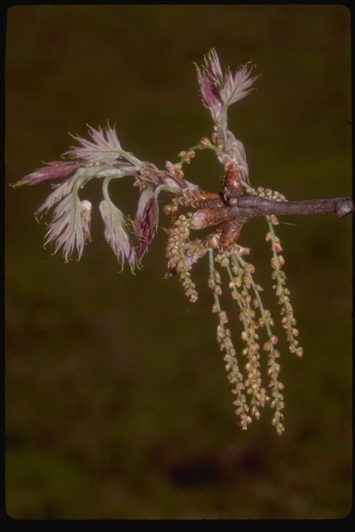 Image of California black oak