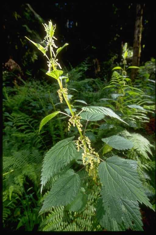 Plancia ëd Urtica dioica L.