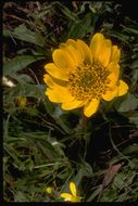 Wyethia angustifolia (DC.) Nutt. resmi