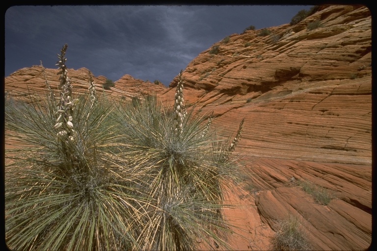 Image of narrowleaf yucca