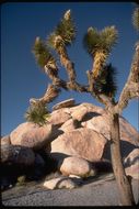 Image of Joshua tree