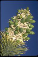 Image of Joshua tree