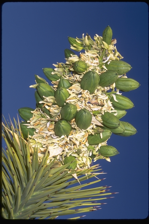 Image of Joshua tree