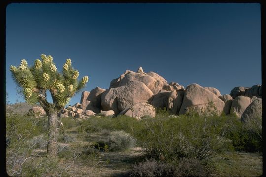 Imagem de Yucca brevifolia Engelm.