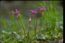 Imagem de Calypso bulbosa (L.) Oakes