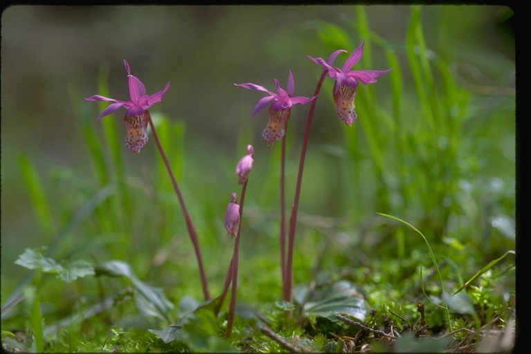 Image of Calypso orchid