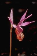 Imagem de Calypso bulbosa (L.) Oakes