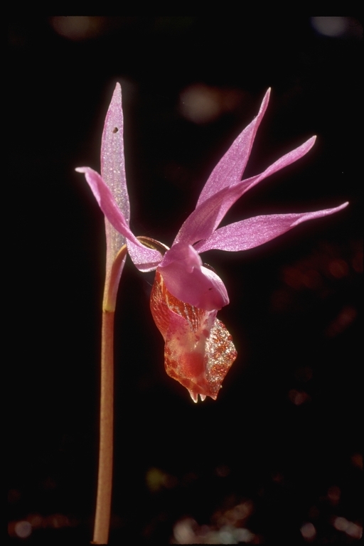 Image of Calypso orchid