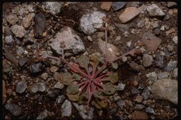 Image of San Luis Obispo spineflower