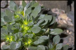 Image of devil's spineflower