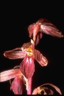 Image of Striped coralroot