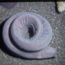 Image of hagfishes