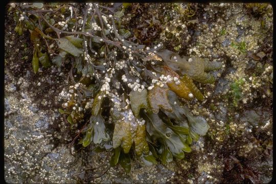 Image of Fucus distichus