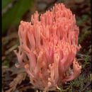 Image of Ramaria araiospora Marr & D. E. Stuntz 1974