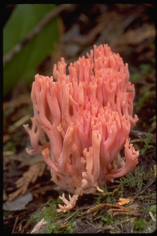 Image of Ramaria araiospora Marr & D. E. Stuntz 1974