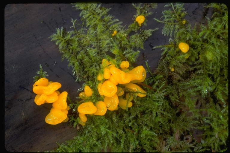 Image of Witches butter