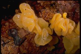 Image of Witches butter