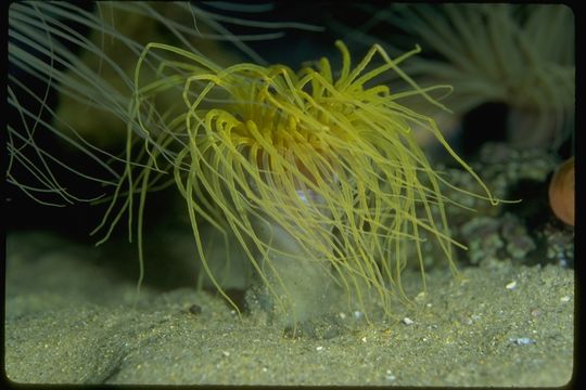 Image of Pachycerianthus fimbriatus McMurrich 1910