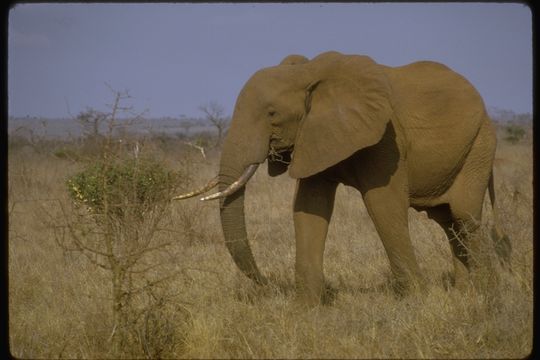 Image of African bush elephant