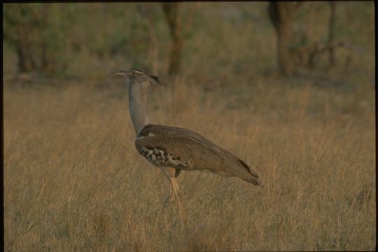 Image of Kori Bustard