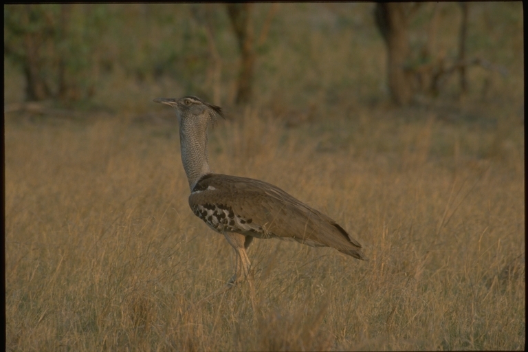 Image of Kori Bustard