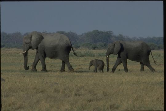 Image of African bush elephant