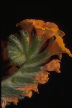 Image of largeflowered fiddleneck