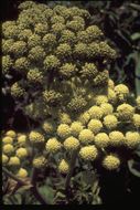 Image of Henderson's angelica