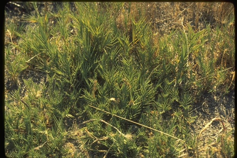 Image of saltgrass