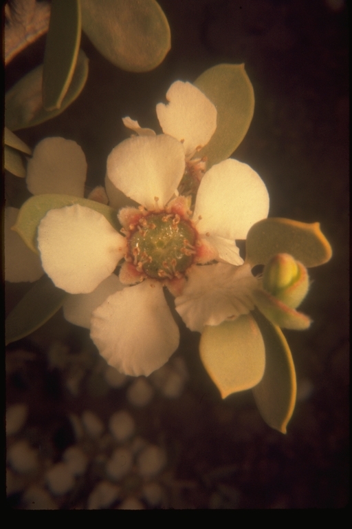 Image de Leptospermum laevigatum (Gaertner) F. Müll.