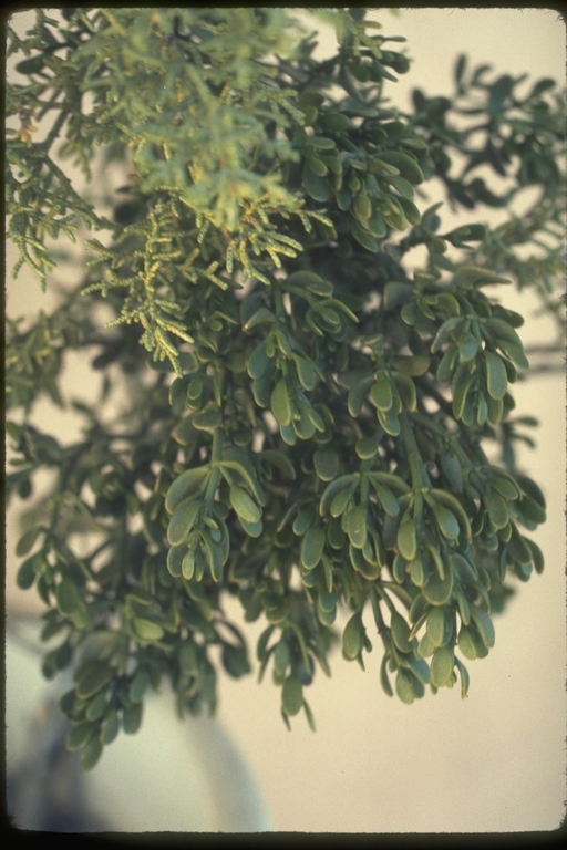 Image of dense mistletoe