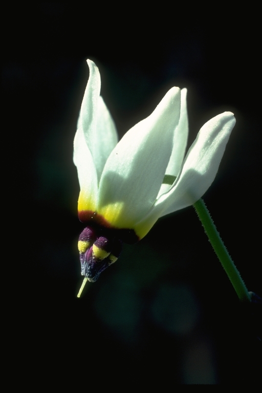 Image of <i>Primula clevelandii</i> var. <i>patula</i>