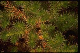 Image of Hansen's spikemoss