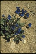 Image of Charlotte's phacelia