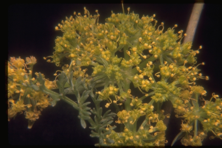 Image of woollyfruit desertparsley