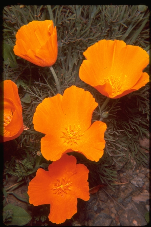 Imagem de Eschscholzia californica Cham.