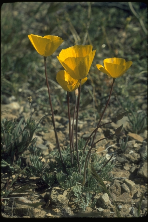 Imagem de Eschscholzia glyptosperma Greene