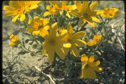 Image de Eriophyllum ambiguum (A. Gray) A. Gray