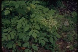 Aruncus dioicus var. acuminatus (Rydb.) Rydb. ex H. Hara的圖片