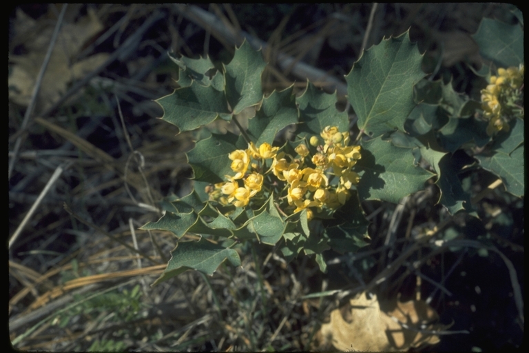 Image of <i>Berberis aquifolium</i> var. <i>dictyota</i>