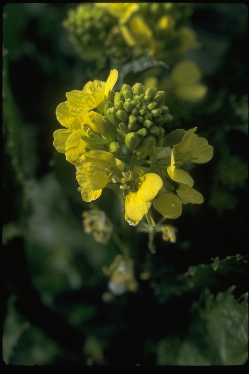 Image of charlock mustard