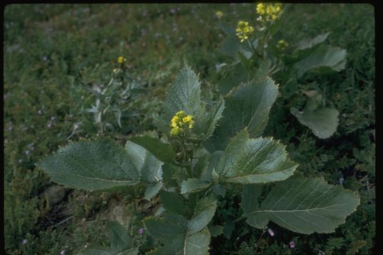 Image of charlock mustard