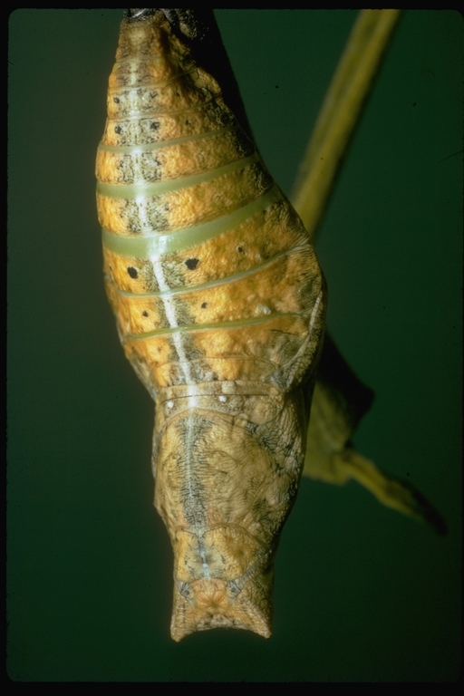 Sivun Papilio ulysses Linnaeus 1758 kuva