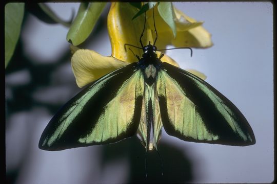 Ornithoptera meridionalis (Rothschild 1897) resmi