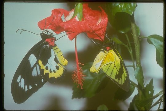 Ornithoptera meridionalis (Rothschild 1897) resmi