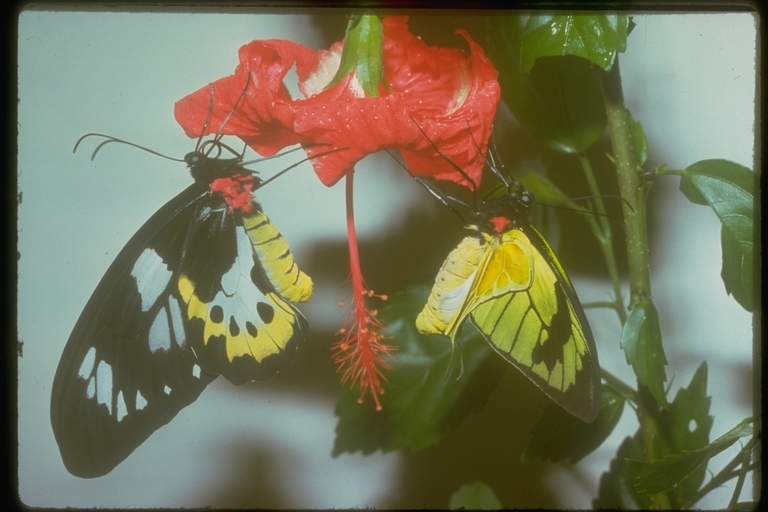 Ornithoptera meridionalis (Rothschild 1897) resmi